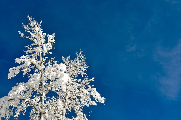 Дерево, покрытое снегом с голубым небом — стоковое фото