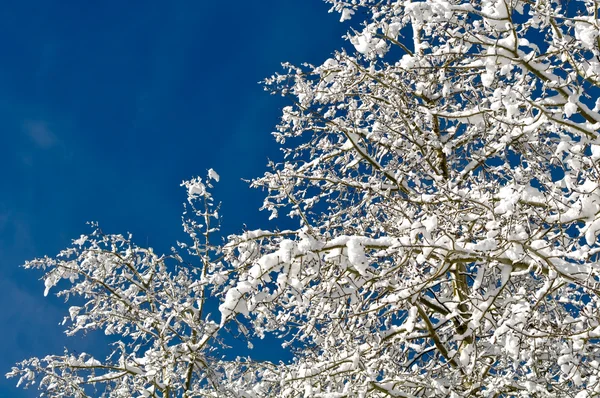 Karla kaplı çam ağaçları — Stok fotoğraf
