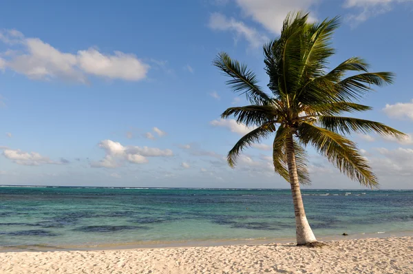 棕榈树的沙滩上 — 图库照片