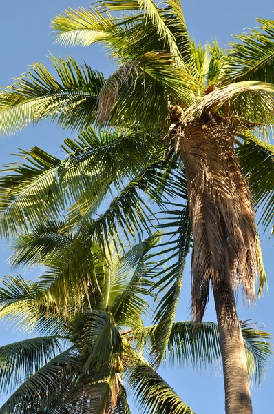 Palmeira — Fotografia de Stock
