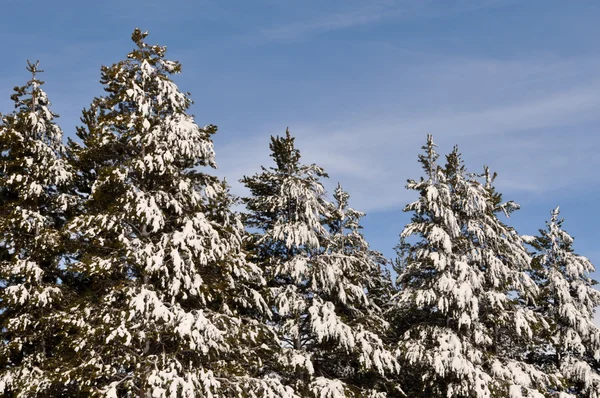 Sneeuw overdekte bomen achtergrond — Stockfoto