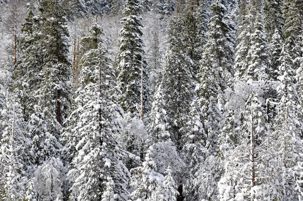 Pokryte śniegiem drzewa tło — Zdjęcie stockowe