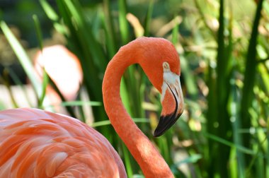 pembe flamingo