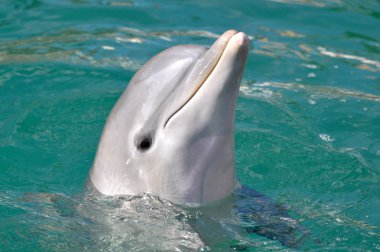 Dolphin Close Up Portrait clipart