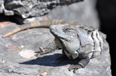 iguana Meksika'da yakın çekim