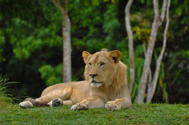 Lion Lying Down with Jungle in Background clipart