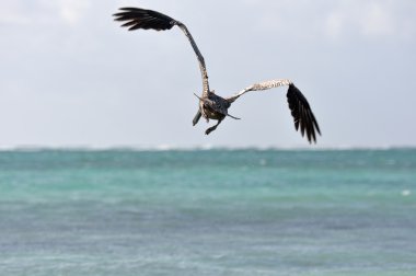 yiyecek aramaya denize uçan Pelikan