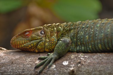 iguana dalı uyku