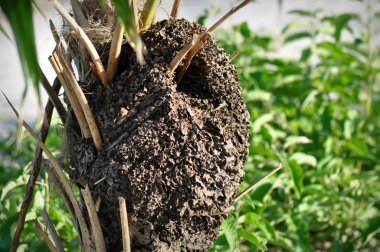 Termite Nest clipart