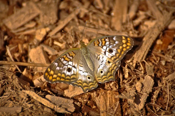 Jírovec motýla — Stock fotografie