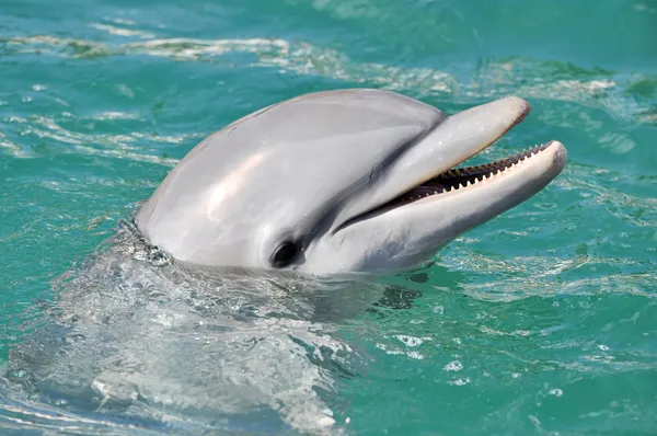 Delfin uśmiechający się z bliska — Zdjęcie stockowe