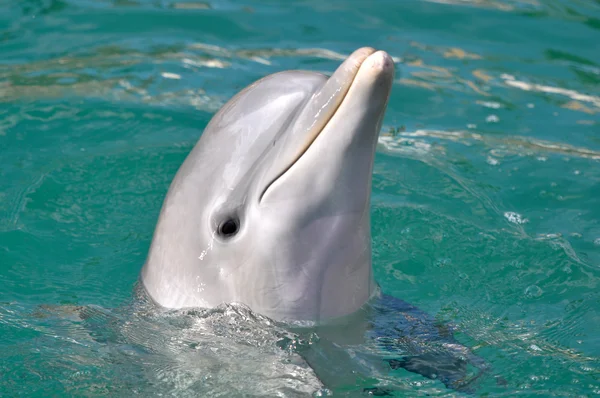 Delfin blisko portret — Zdjęcie stockowe
