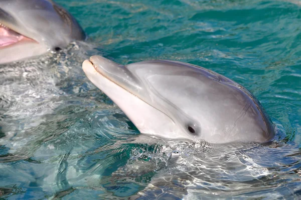 Dolphin Portrait — Stock Photo, Image