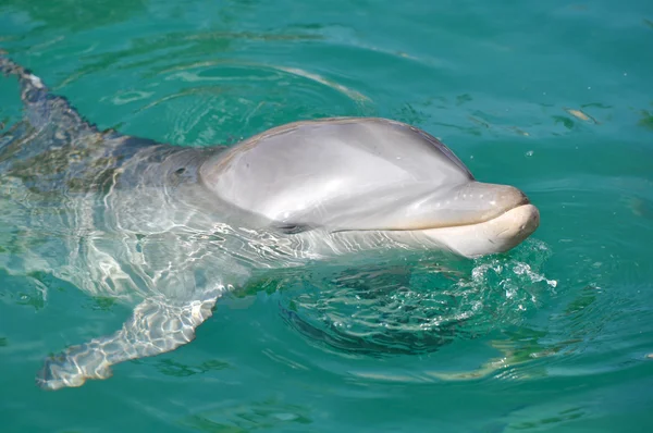 Delphin lächelt aus nächster Nähe im Wasser — Stockfoto