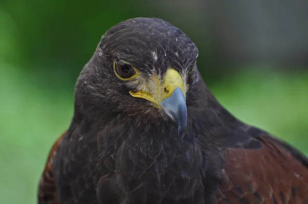 Falcon eagle hawk fågel — Stockfoto