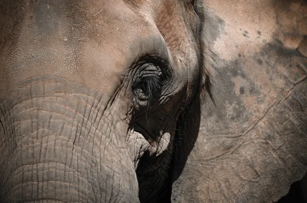 Yaşlı fil — Stok fotoğraf