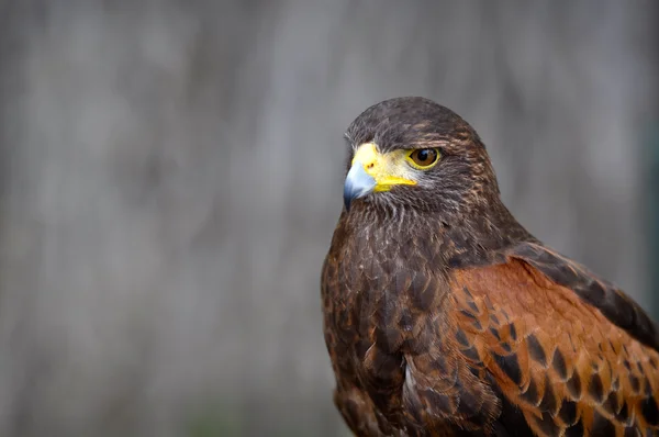 stock image Harris Hawk