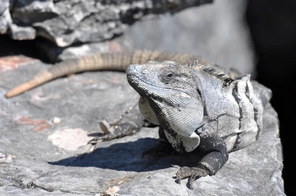 stock image Iguana Close Up in Mexico