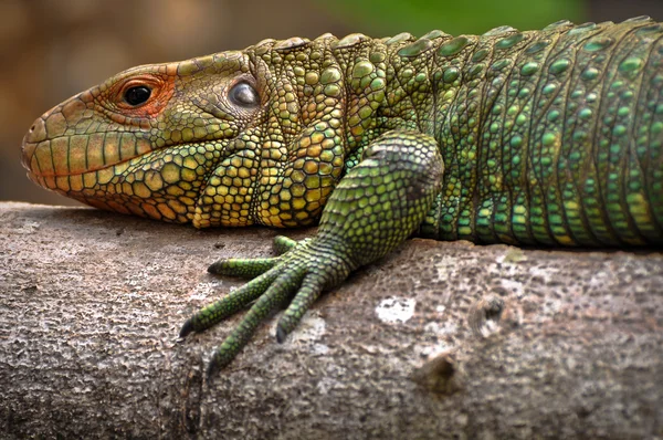 stock image Iguana