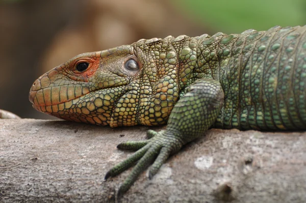 stock image Iguana