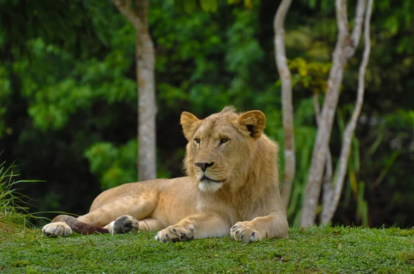 Lion liggande med djungel i bakgrunden — Stockfoto