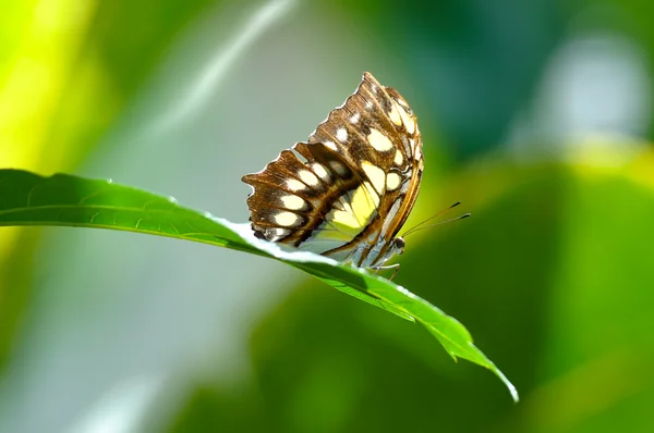 Malachit Butterfly Close Up in Rainforest