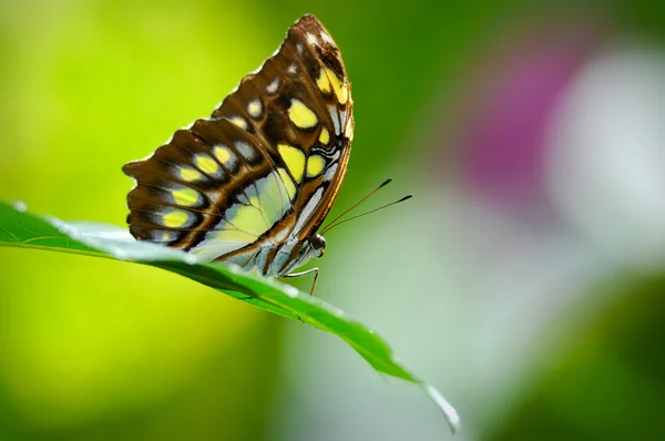 Malachit motýl zblízka v deštném pralese — Stock fotografie