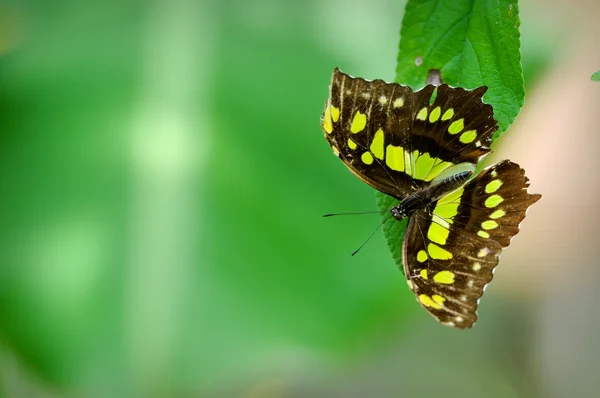Malachit motýl žije v tropických deštných pralesů — Stock fotografie