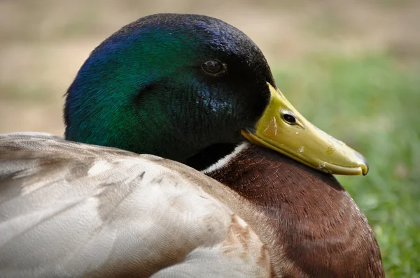 stock image Mallard Duck Close Up