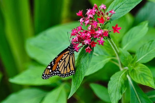 Monarch motýl v deštném pralese — Stock fotografie