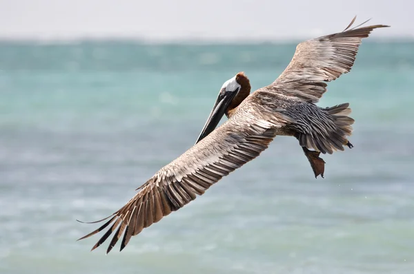 Pelicano voando sobre o mar à procura de comida — Fotografia de Stock
