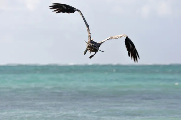 Pelicano voando sobre o mar à procura de comida — Fotografia de Stock