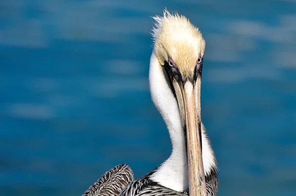 Pelican Portrait Close Up with Ocean in Background — Stock Photo, Image