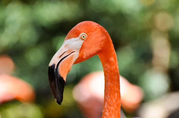 Rosa flamingo närbild — Stockfoto