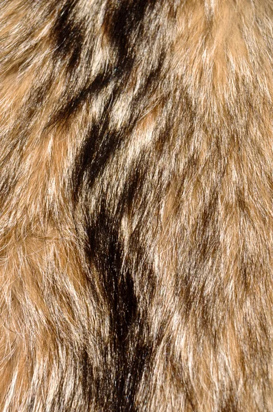 Raccoon Fur Background — Stock Photo, Image