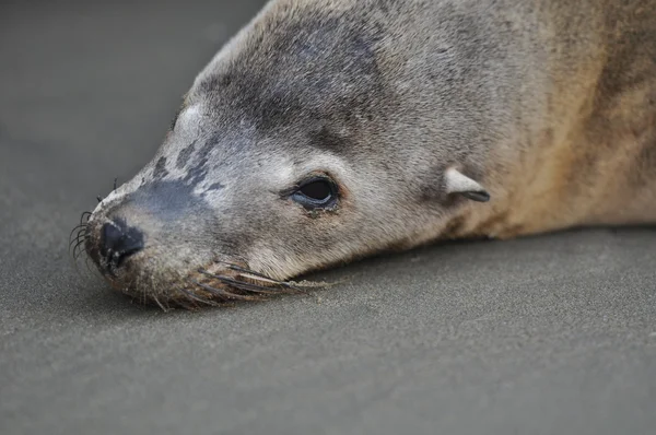 Foka Uchatka leżąc na plaży — Zdjęcie stockowe