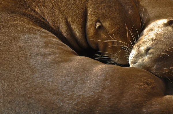 Pair of Seal Cuddling and in love — Stock Photo, Image