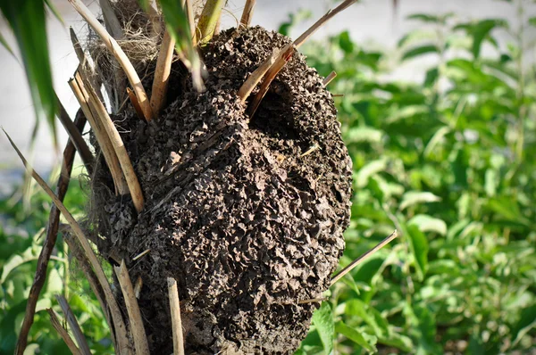 stock image Termite Nest