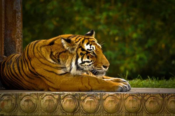 Tigre rayado feroz mirando hacia adelante — Foto de Stock