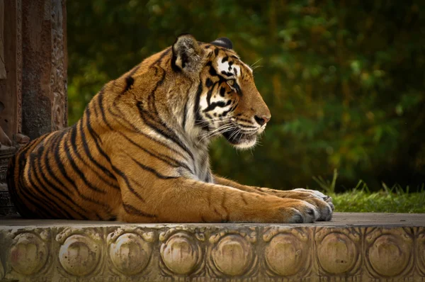 Fierce Striped Tiger Gazing forward
