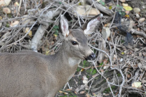 Rehe in freier Wildbahn — Stockfoto