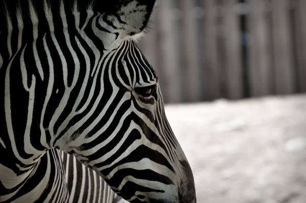 Zebra preta e branca no zoológico — Fotografia de Stock