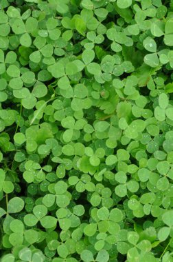 Green Clover Shamrock Background clipart