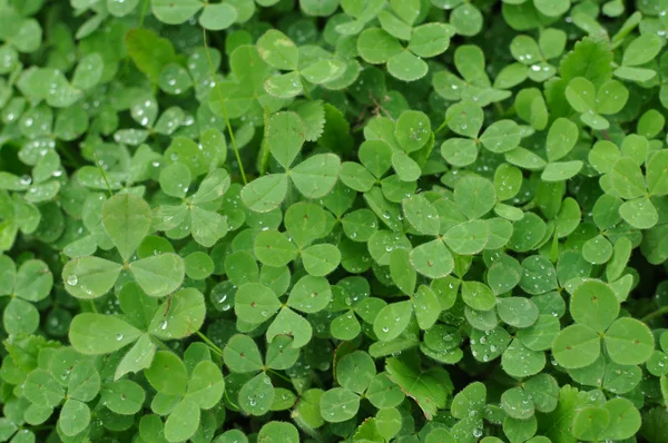 stock image Green Clover Shamrock Background