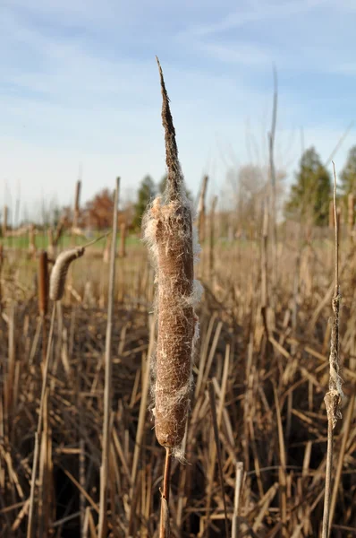Dried Cattail in Winter — Zdjęcie stockowe