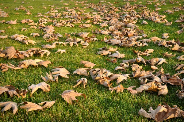 Сушене листя на зеленій траві — стокове фото