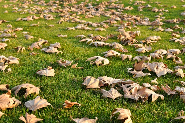 Sušené listy na zelené trávě — Stock fotografie