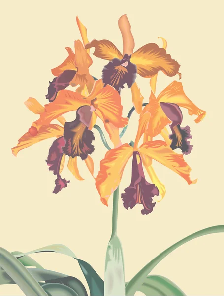 Bouquet de orquídeas — Vetor de Stock