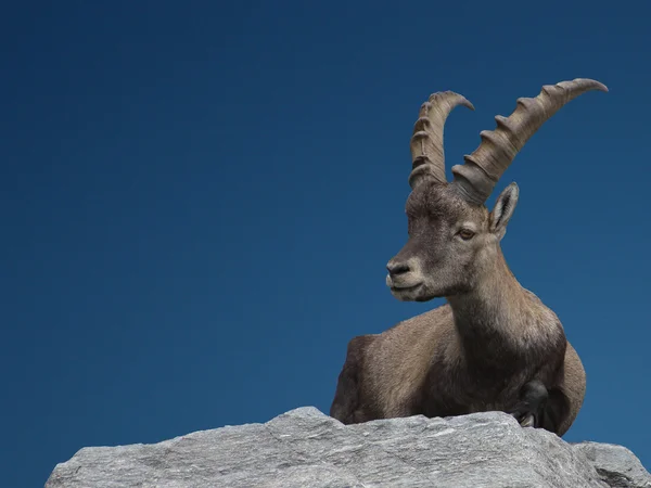 Stock image Alpine ibex