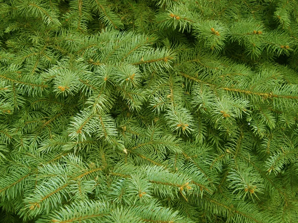 stock image Spruce